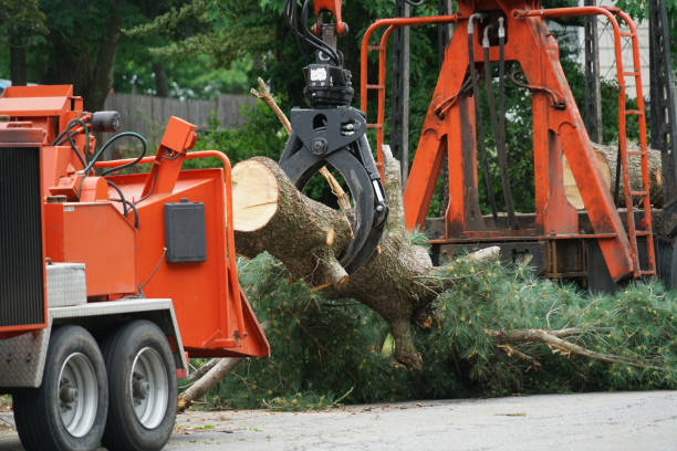 How Our Tree Care Process Works  in  Aspermont, TX